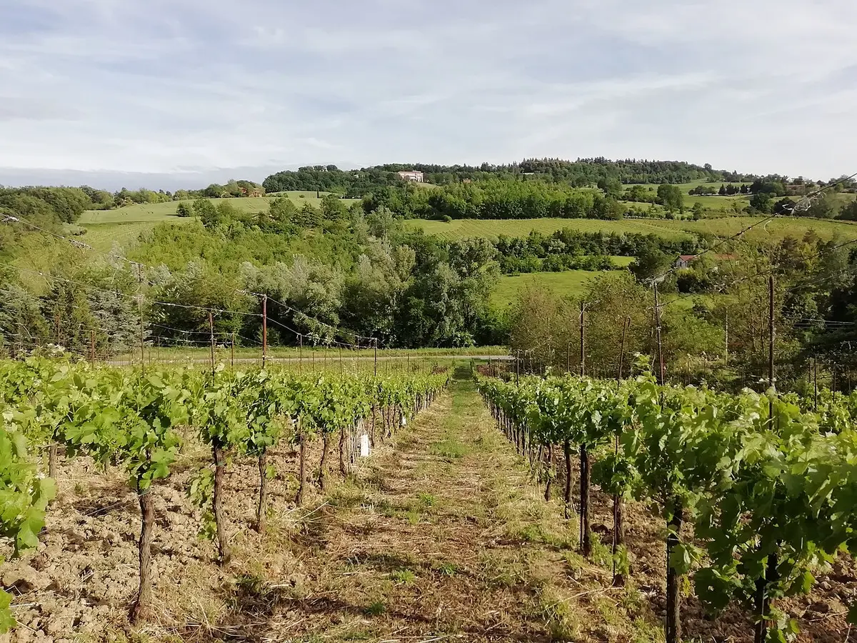 Rows of young vines in a Pignoletto vineyard, with green wooded hills behind