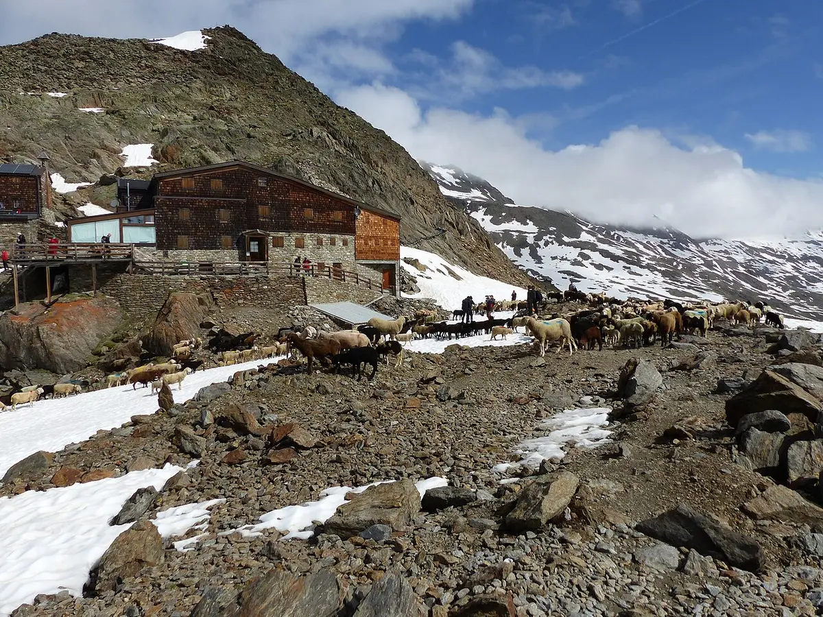 A flock of sheep crossing a rocky, snowy pass beside the stone and timber Similaun hut