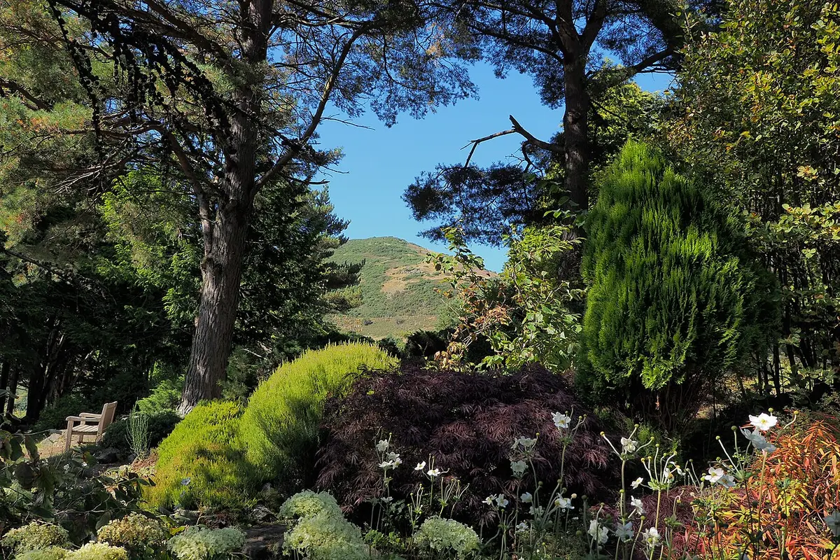 Conifers, shrubs and flowering plants in Dr Neil’s Garden, with a green slope of Arthur’s Seat behind