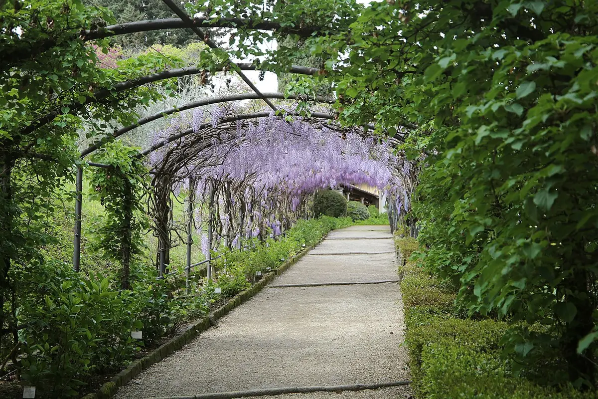 A tunnel of flowering wisteria over a garden path in the Bardini Garden
