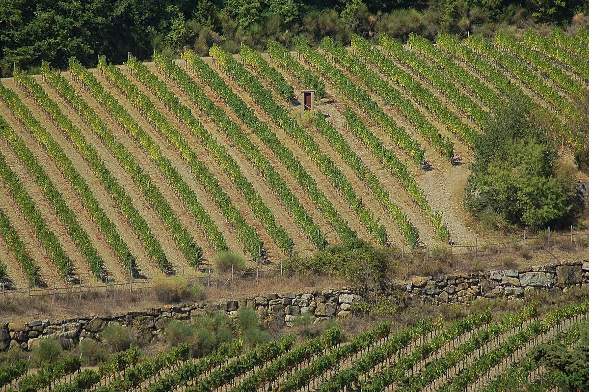 Rows of vines on a hillside in the Chianti Classico area, with woods above