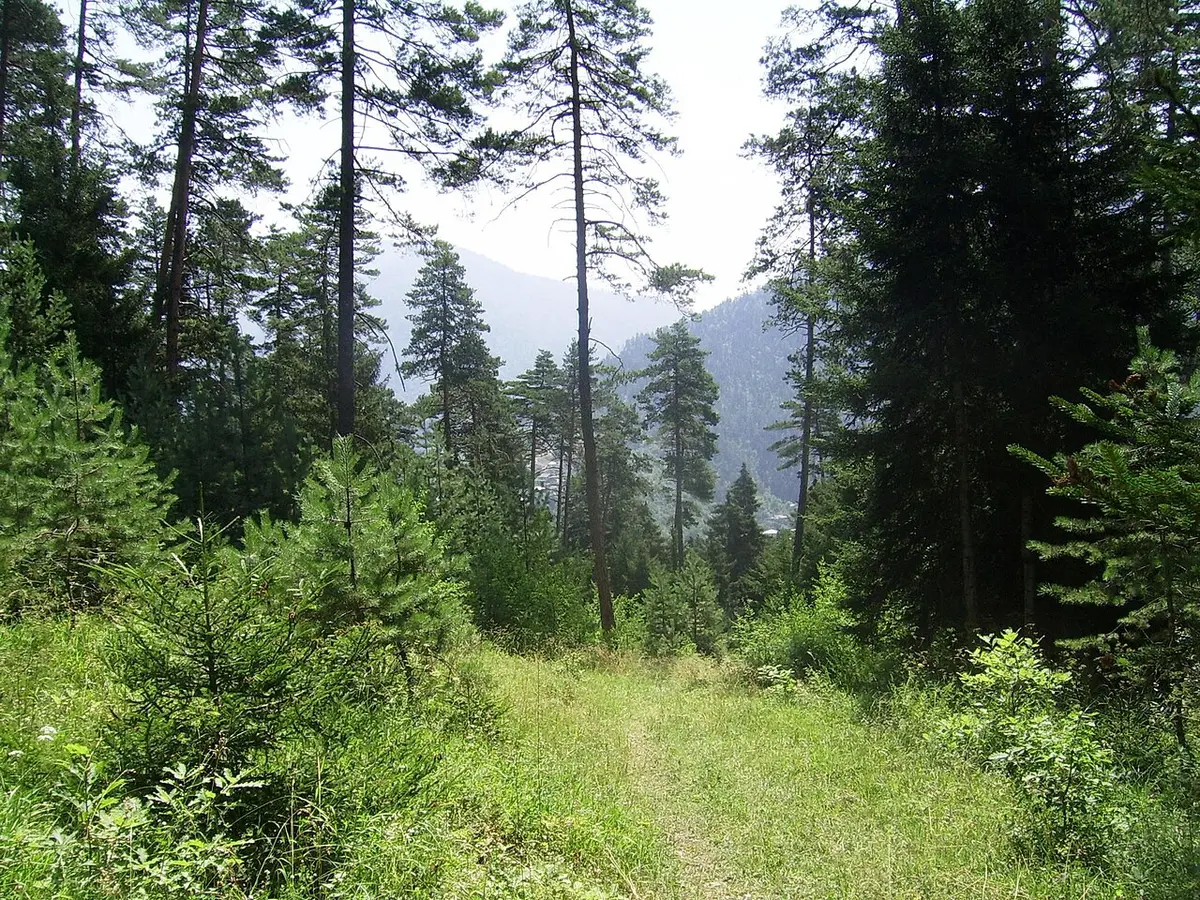 A grassy trail through a spruce forest in Borjomi-Kharagauli National Park