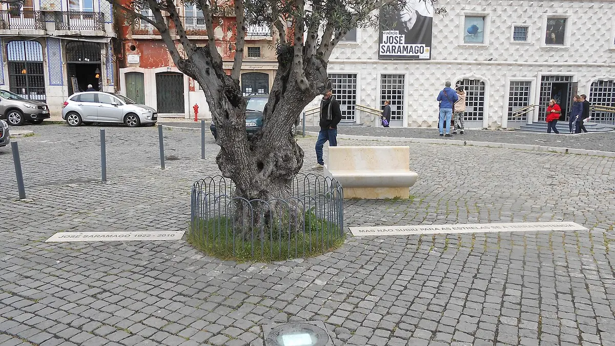An olive tree in a paved square in front of the Casa dos Bicos