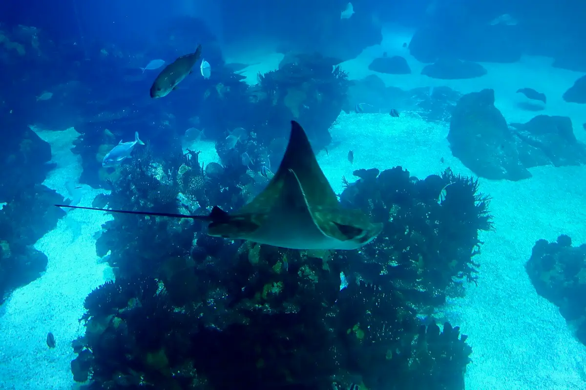 A ray gliding over rocks in a large tank at the Lisbon Oceanarium