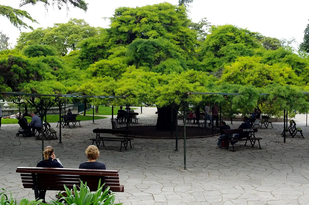 The wide flat canopy of the old cypress in the Príncipe Real garden, with benches beneath