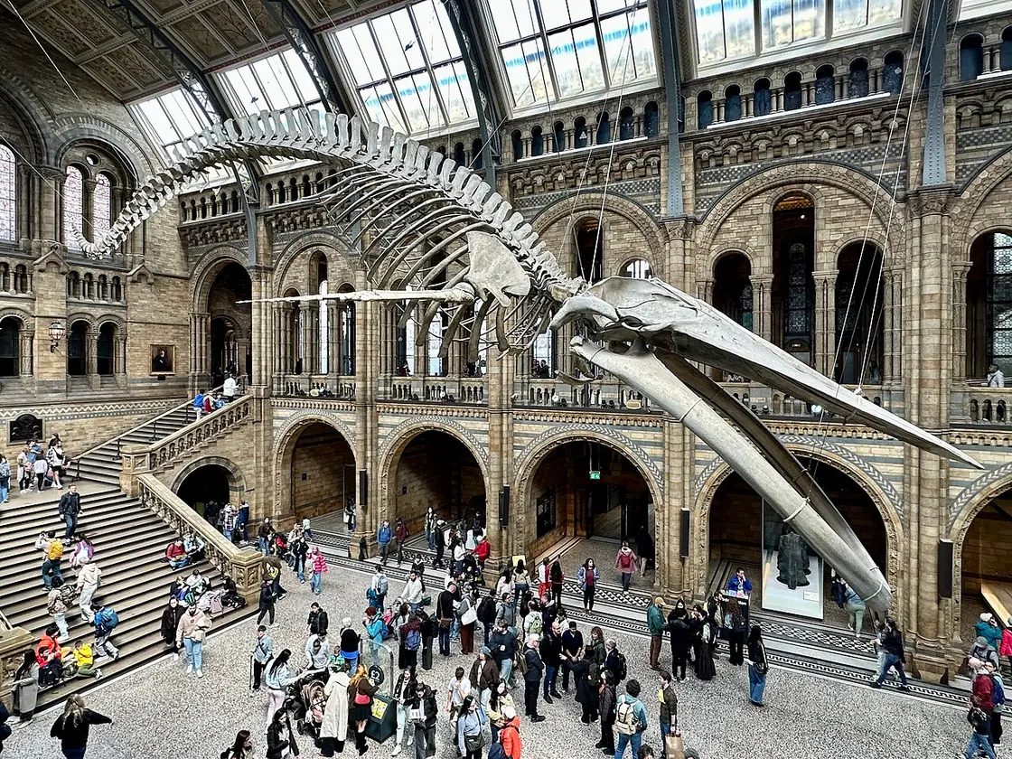 A blue whale skeleton hanging in the arched stone hall of the Natural History Museum