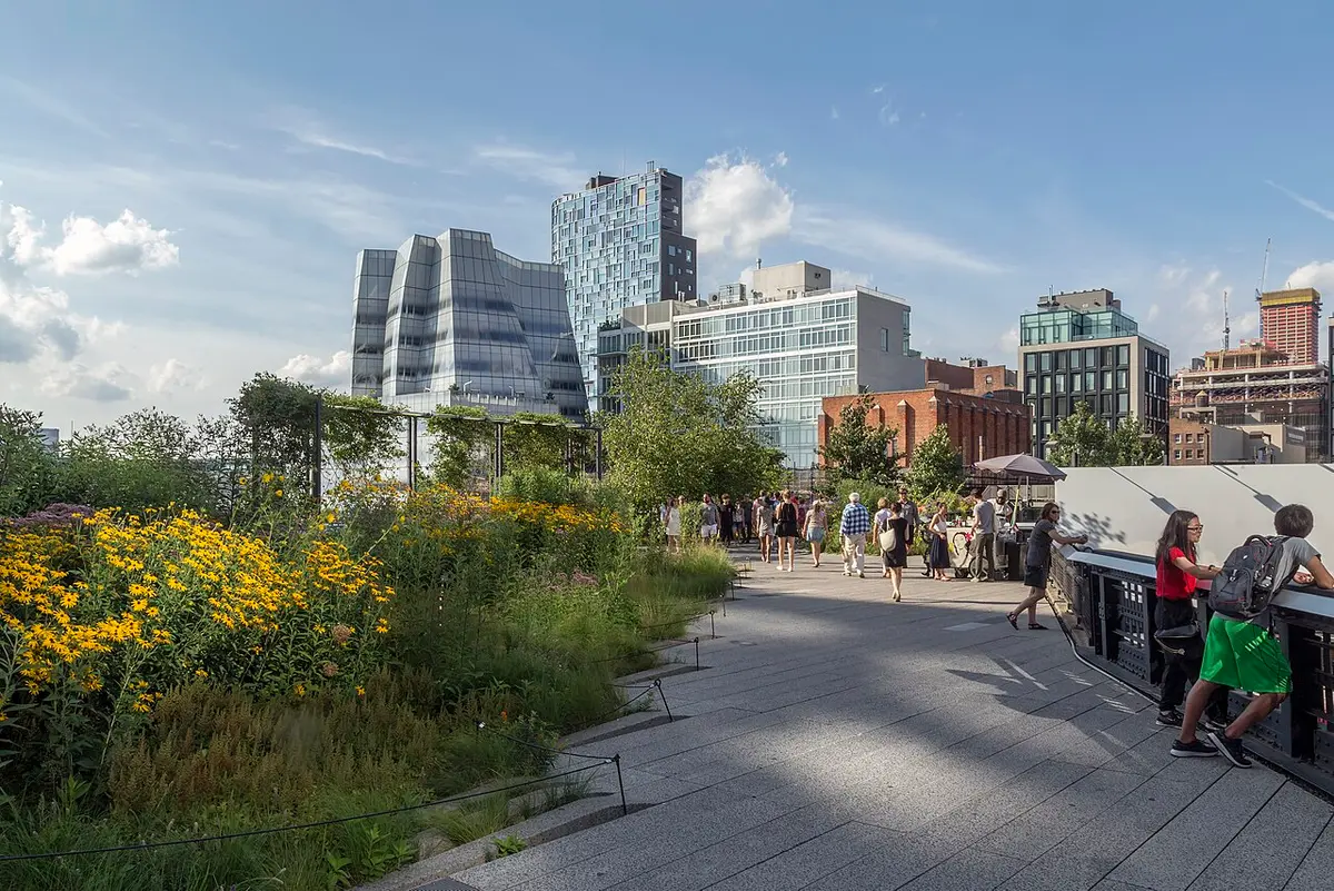 A planted path on the High Line with yellow flowers and grasses, Chelsea buildings on either side