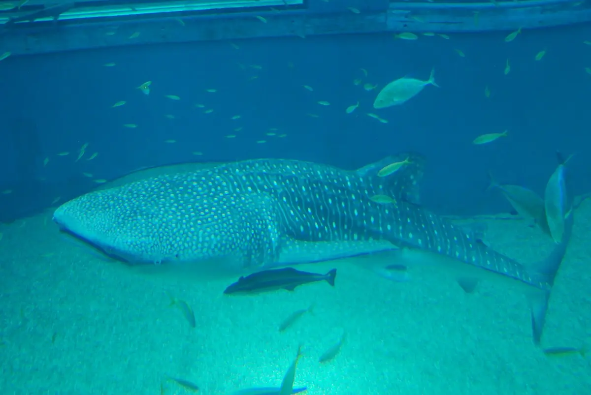 A whale shark swimming in the big Pacific Ocean tank at the Kaiyūkan