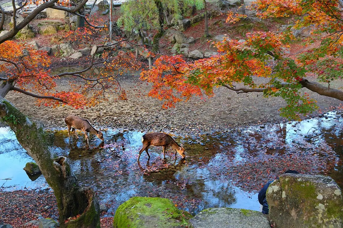 Two deer drinking from a stream under red and orange maple leaves in Nara Park