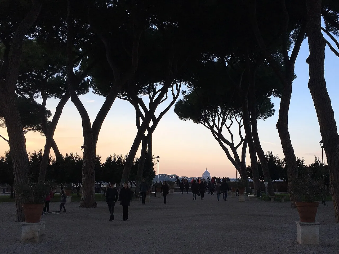 Umbrella pines in the Orange Garden at dusk, with St. Peter’s dome at the end of the view