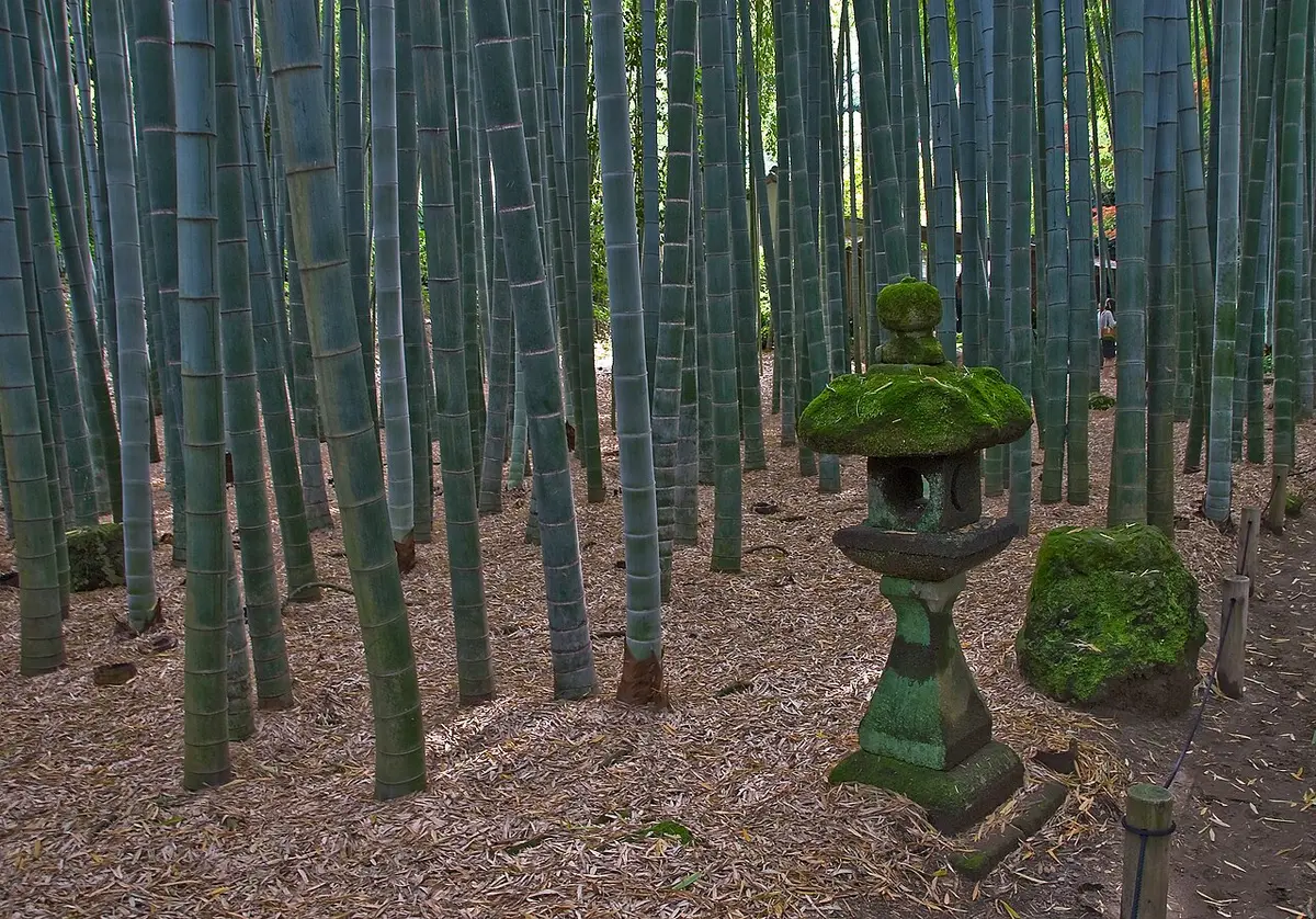 Tall green bamboo stems in the grove of Hōkoku-ji, with a mossy stone lantern