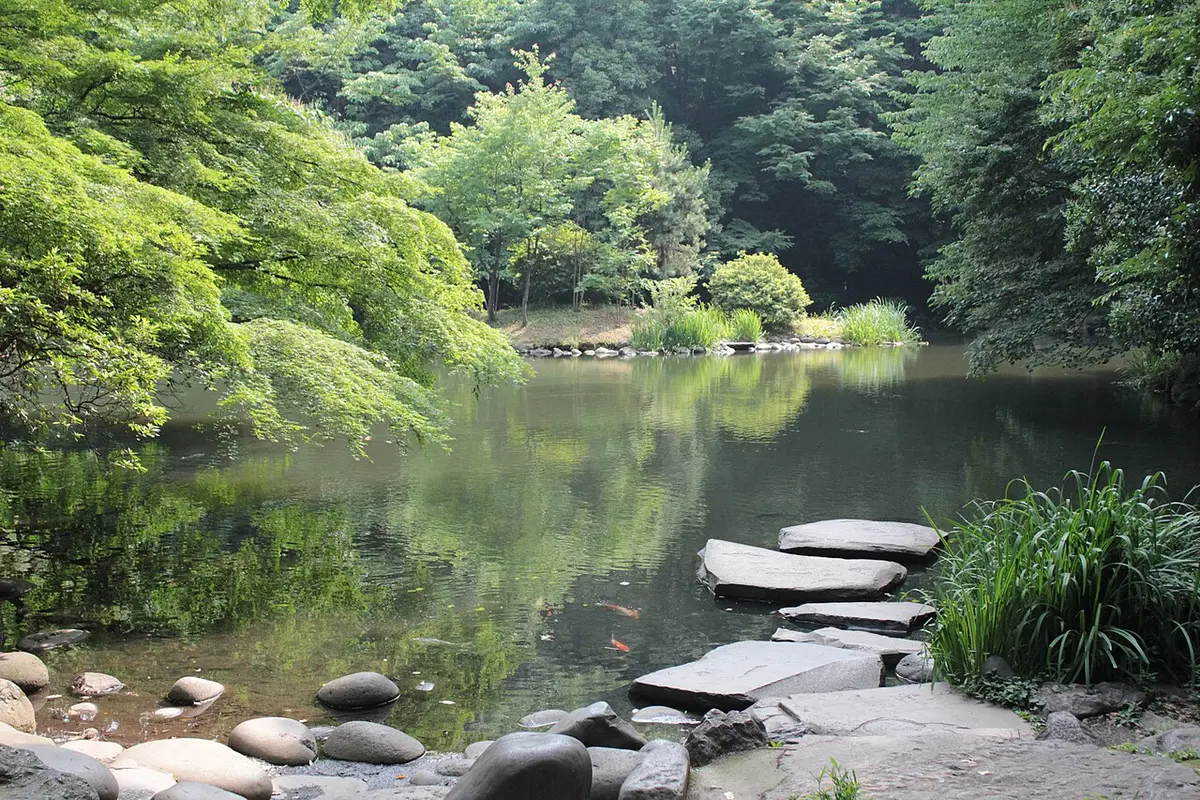 Stepping stones in a green pond among thick trees on the University of Tokyo campus