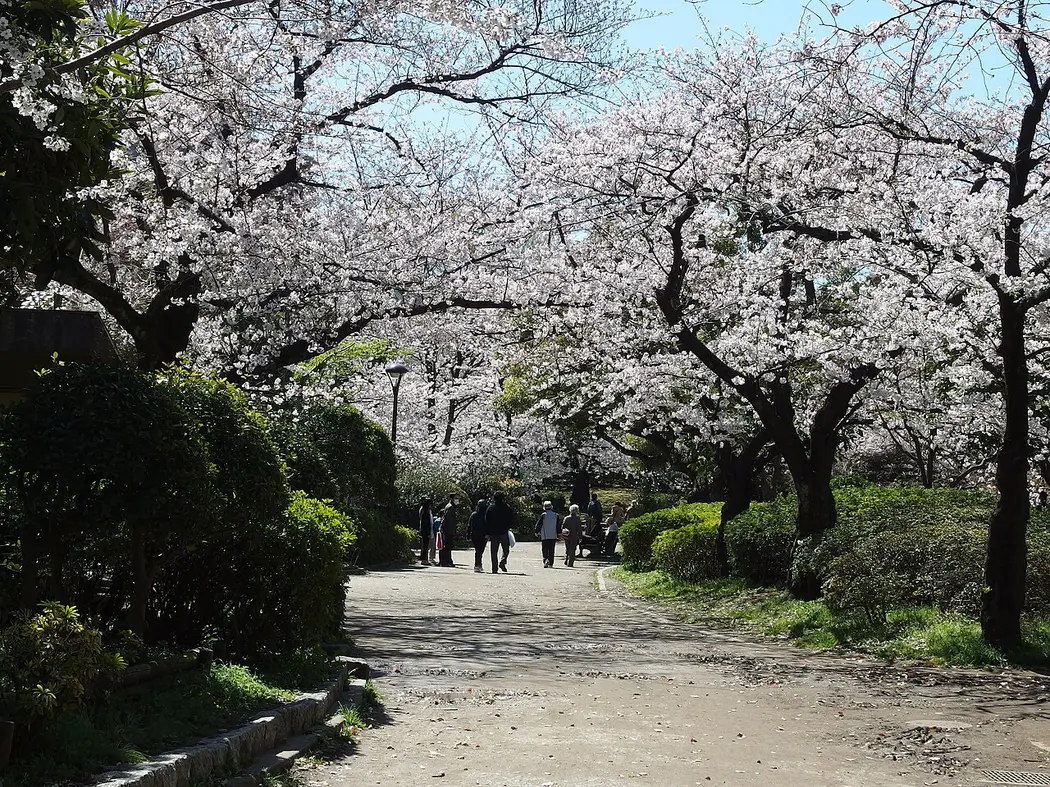 Cherry trees in full bloom over a path in Sumida Park