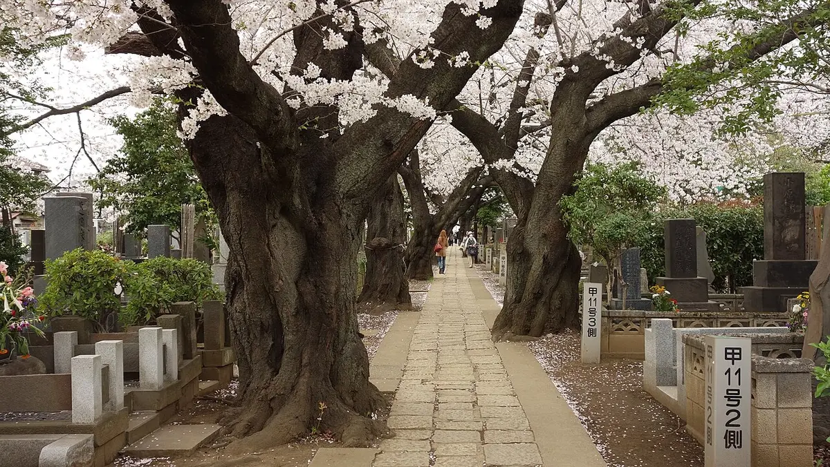 Old cherry trees in bloom over a stone path between graves in Yanaka Cemetery