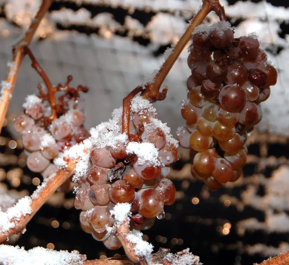 Bunches of grapes covered in snow, frozen on the vine