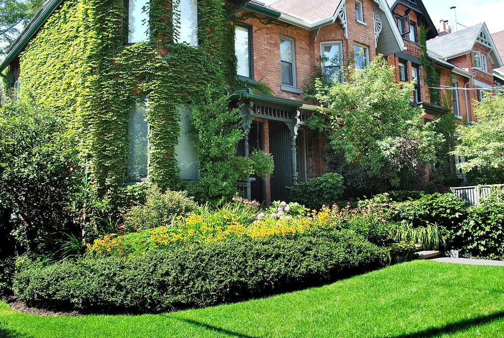Victorian brick houses covered in ivy behind green front gardens in Cabbagetown
