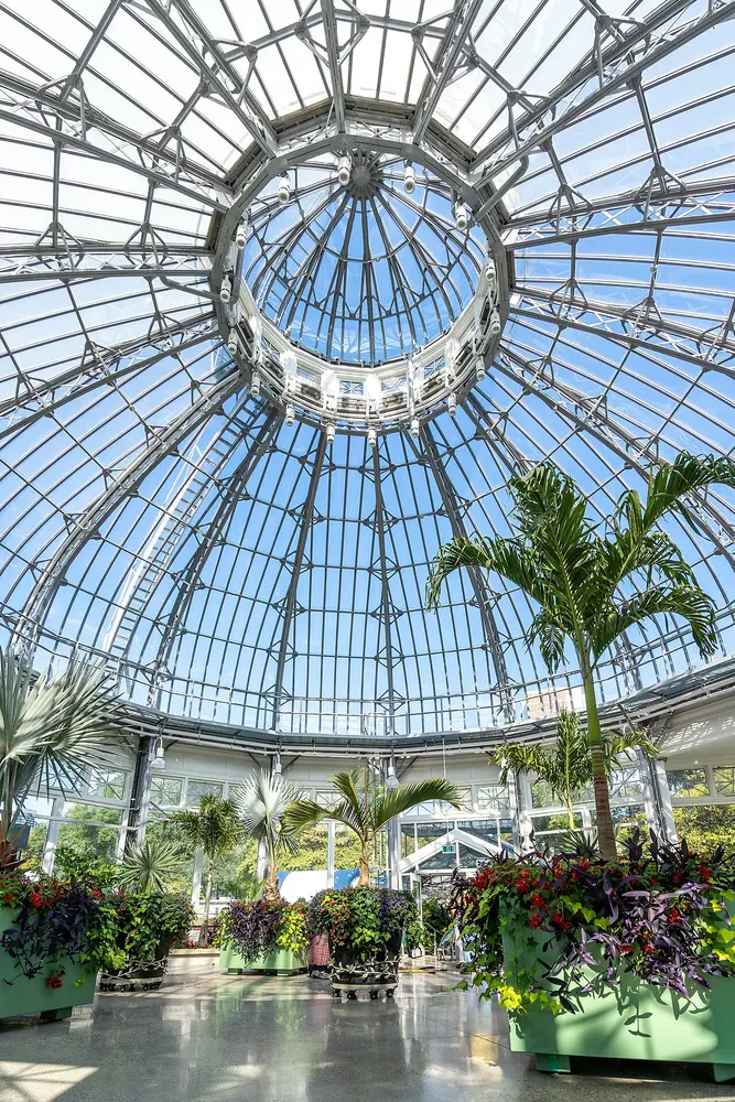 Palm trees under the glass and iron dome of the Palm House at Allan Gardens