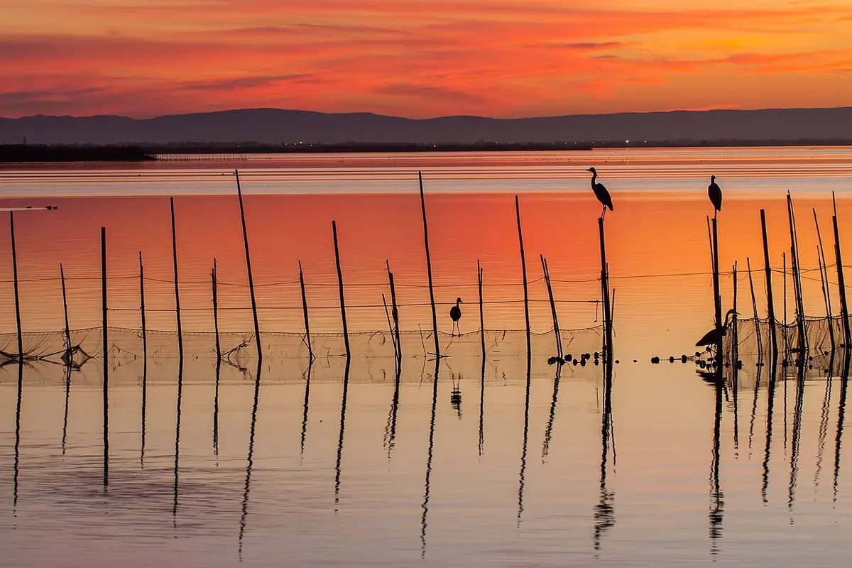 The Albufera lagoon at sunset, the water orange and herons standing on wooden poles
