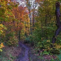 A forest trail in autumn